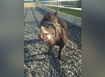Shetland Ponys, Wallach, 15 Jahre, 108 cm, Schwarzbrauner