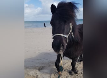 Shetland Ponys, Wallach, 15 Jahre, 110 cm, Rappe