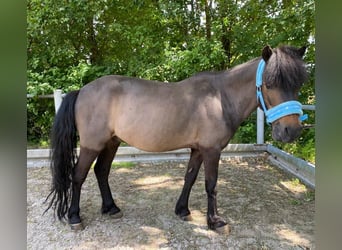 Shetland Ponys Mix, Wallach, 15 Jahre, 115 cm, Dunkelbrauner