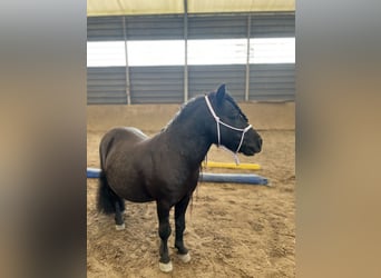 Shetland Ponys, Wallach, 15 Jahre, 85 cm, Rappe