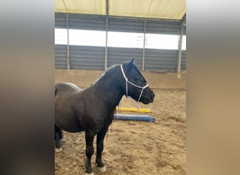 Shetland Ponys, Wallach, 15 Jahre, 85 cm, Rappe