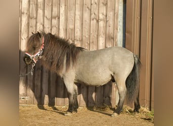 Shetland Ponys, Wallach, 15 Jahre, 85 cm, Roan-Blue