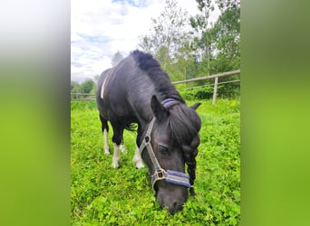 Shetland Ponys, Wallach, 15 Jahre