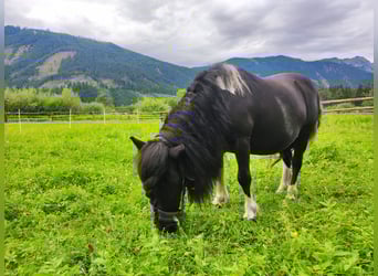 Shetland Ponys, Wallach, 15 Jahre