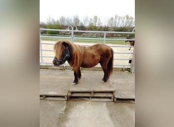 Shetland Ponys, Wallach, 16 Jahre, 100 cm, Rappe