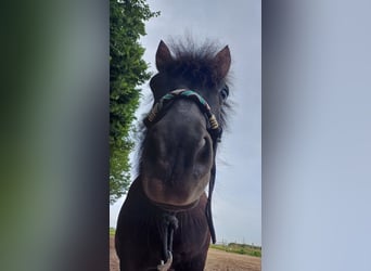 Shetland Ponys, Wallach, 16 Jahre, 107 cm