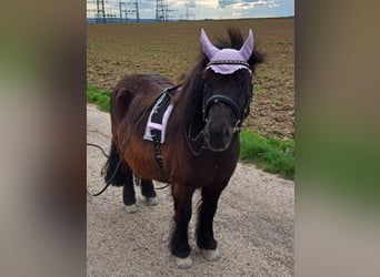 Shetland Ponys, Wallach, 16 Jahre, 107 cm