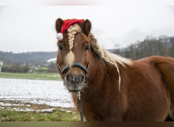 Shetland Ponys, Wallach, 16 Jahre, 80 cm, Fuchs