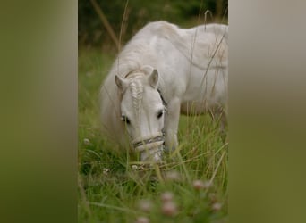 Shetland Ponys, Wallach, 16 Jahre, 85 cm