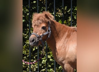 Shetland Ponys, Wallach, 16 Jahre, Fuchs