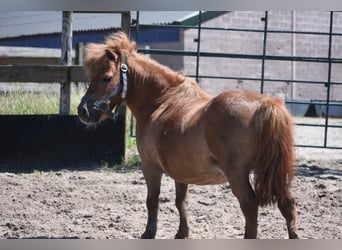 Shetland Ponys, Wallach, 16 Jahre, Fuchs