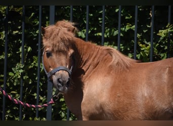 Shetland Ponys, Wallach, 16 Jahre, Fuchs