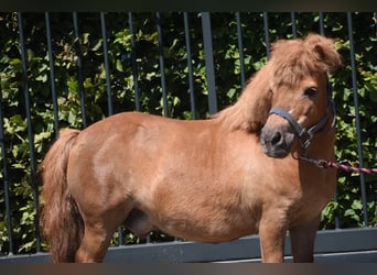 Shetland Ponys, Wallach, 16 Jahre, Fuchs