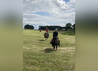 Shetland Ponys, Wallach, 17 Jahre, 100 cm, Schecke