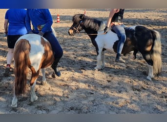 Shetland Ponys, Wallach, 17 Jahre, 100 cm, Schecke