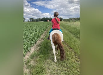 Shetland Ponys, Wallach, 17 Jahre, 100 cm, Schecke