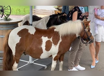 Shetland Ponys, Wallach, 17 Jahre, 100 cm, Schecke