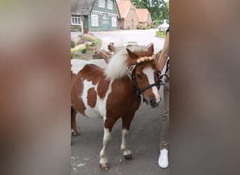 Shetland Ponys, Wallach, 17 Jahre, 100 cm, Schecke