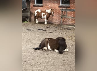 Shetland Ponys, Wallach, 17 Jahre, 100 cm, Schecke