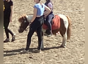 Shetland Ponys, Wallach, 17 Jahre, 100 cm, Schecke