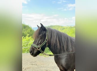 Shetland Ponys, Wallach, 17 Jahre, 111 cm, Rappe