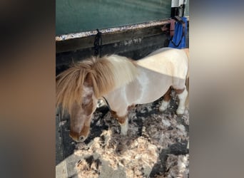 Shetland Ponys, Wallach, 17 Jahre, 90 cm