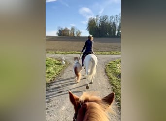 Shetland Ponys, Wallach, 17 Jahre, 90 cm