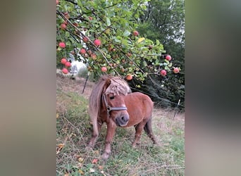 Shetland Ponys, Wallach, 17 Jahre, 90 cm, Fuchs