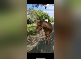 Shetland Ponys, Wallach, 18 Jahre, 100 cm, Fuchs