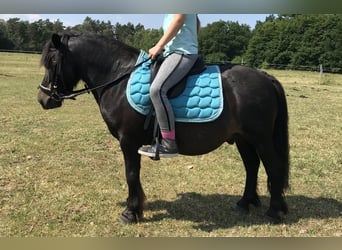 Shetland Ponys, Wallach, 18 Jahre, 105 cm, Schwarzbrauner