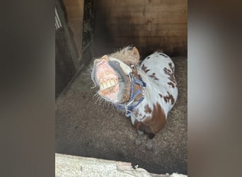 Shetland Ponys, Wallach, 18 Jahre, 110 cm, Schecke