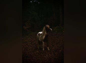 Shetland Ponys, Wallach, 18 Jahre, 110 cm, Schecke