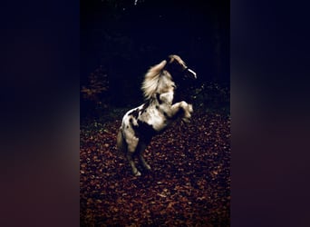 Shetland Ponys, Wallach, 18 Jahre, 110 cm, Schecke
