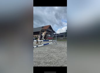 Shetland Ponys, Wallach, 18 Jahre, 110 cm, Schecke