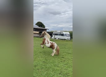 Shetland Ponys, Wallach, 18 Jahre, 110 cm, Schecke
