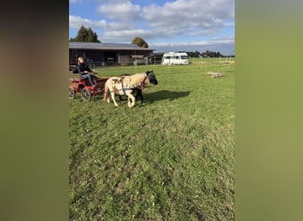 Shetland Ponys, Wallach, 18 Jahre, 110 cm, Schecke