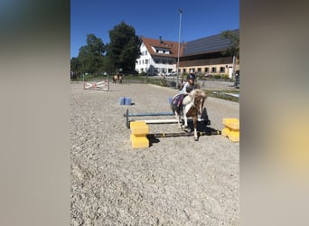 Shetland Ponys, Wallach, 18 Jahre, 110 cm, Schecke
