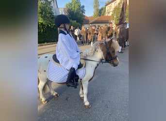 Shetland Ponys, Wallach, 18 Jahre, 110 cm, Schecke