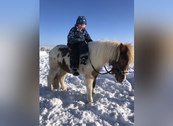 Shetland Ponys, Wallach, 18 Jahre, 110 cm, Schecke