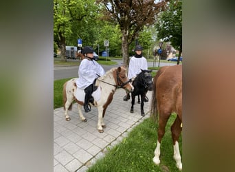 Shetland Ponys, Wallach, 18 Jahre, 110 cm, Schecke