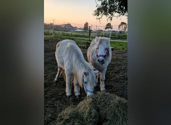 Shetland Ponys, Wallach, 19 Jahre, 85 cm