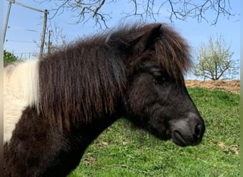 Shetland Ponys, Wallach, 1 Jahr, 100 cm, Schecke
