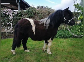 Shetland Ponys, Wallach, 1 Jahr, 105 cm, Schecke
