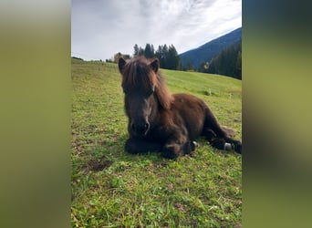 Shetland Ponys, Wallach, 1 Jahr, 110 cm, Rappe