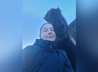 Shetland Ponys, Wallach, 1 Jahr, 110 cm, Rappe