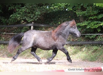 Shetland Ponys, Wallach, 1 Jahr, 98 cm, Schimmel