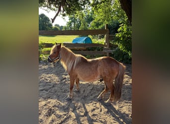 Shetland Ponys, Wallach, 20 Jahre, 93 cm, Brauner