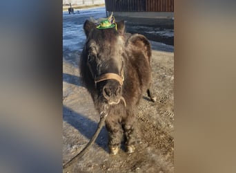 Shetland Ponys, Wallach, 20 Jahre