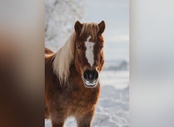 Shetland Ponys, Wallach, 22 Jahre, 107 cm, Brauner