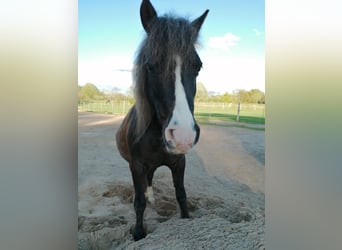 Shetland Ponys Mix, Wallach, 22 Jahre, 115 cm, Dunkelbrauner